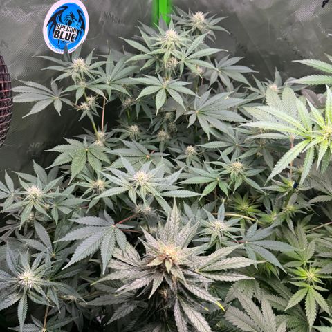 White Truffle Auto growlog timeline photo