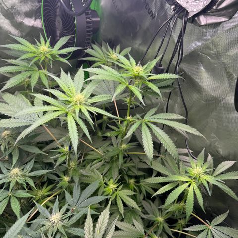 Glue growlog timeline photo