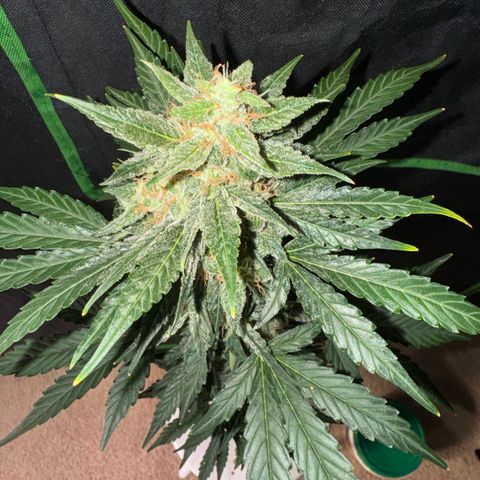 Blue Mystic Automatic(SoloCupRun) growlog timeline photo