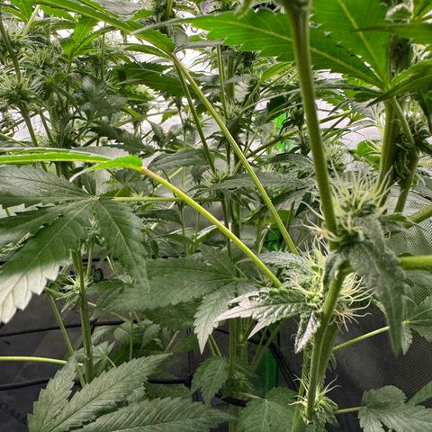 Glue growlog photo: Day 24F