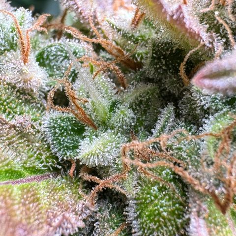 Blue Mystic Automatic(SoloCupRun) growlog timeline photo