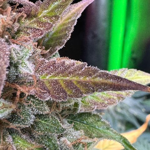 Blue Mystic Automatic(SoloCupRun) growlog timeline photo