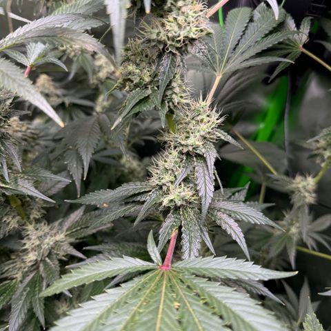 Glue growlog timeline photo