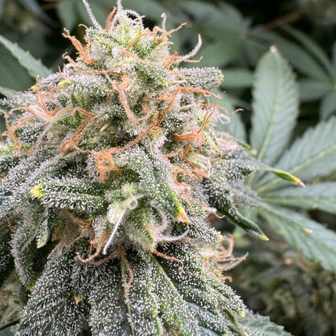 White Truffle Auto growlog timeline photo