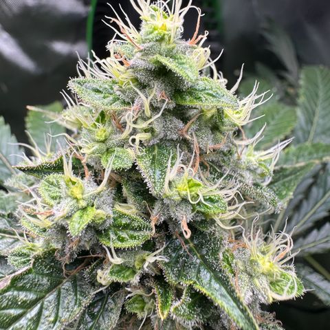 Glue growlog timeline photo