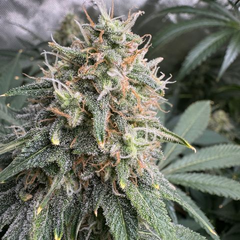 White Truffle Auto growlog timeline photo