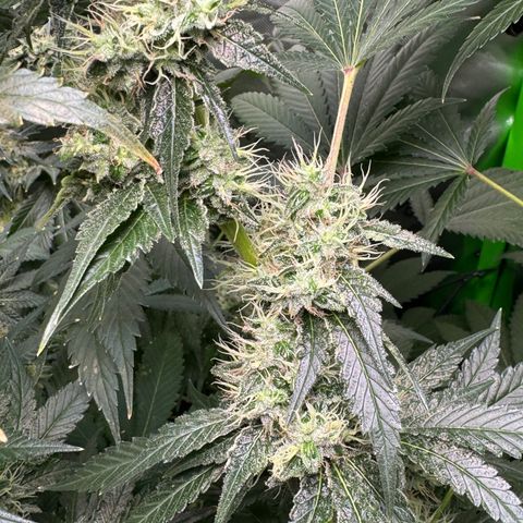 Glue growlog timeline photo