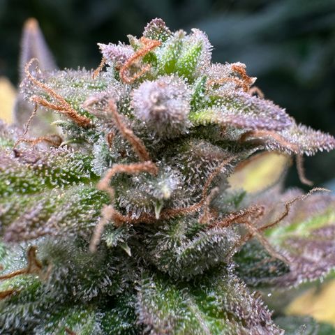 Blue Mystic Automatic(SoloCupRun) growlog timeline photo