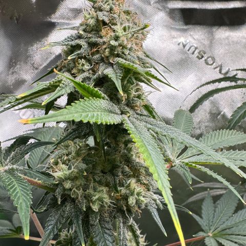 White Truffle Auto growlog timeline photo