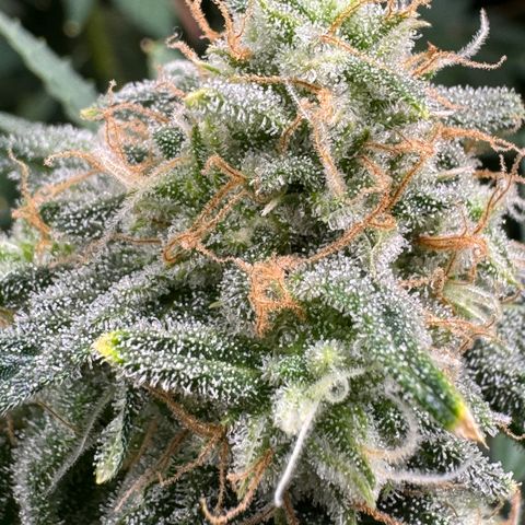 White Truffle Auto growlog timeline photo