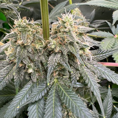White Truffle Auto growlog timeline photo