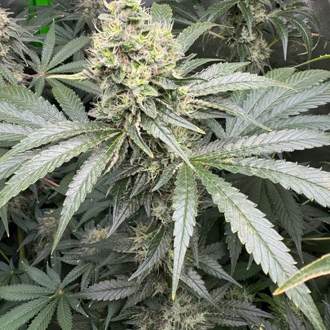 Glue growlog timeline photo