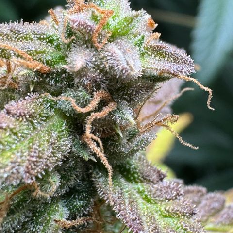 Blue Mystic Automatic(SoloCupRun) growlog timeline photo