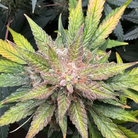 Blue Mystic Automatic(SoloCupRun) growlog timeline photo