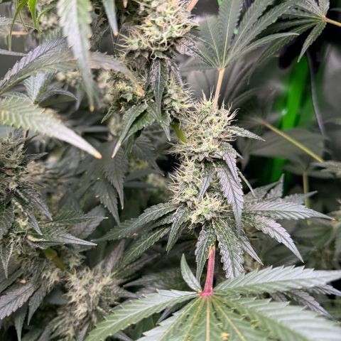 Glue growlog timeline photo