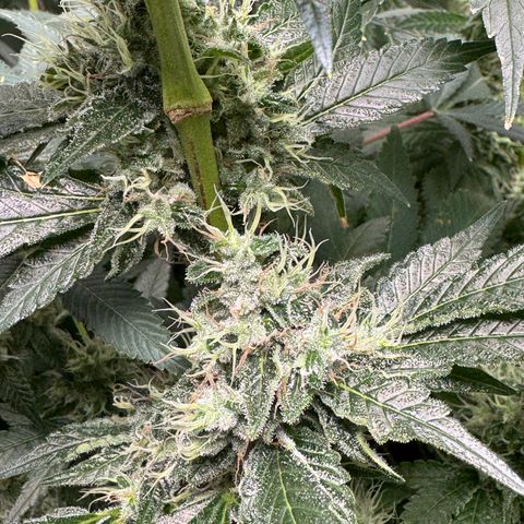 Glue growlog timeline photo