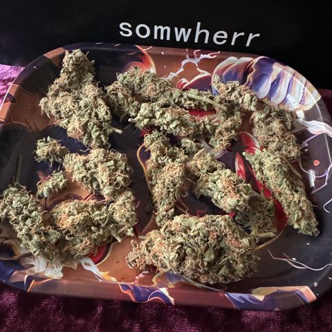 Blue Mystic Automatic(SoloCupRun) growlog timeline photo