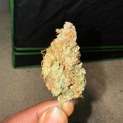 Blue Mystic Automatic(SoloCupRun) growlog timeline photo