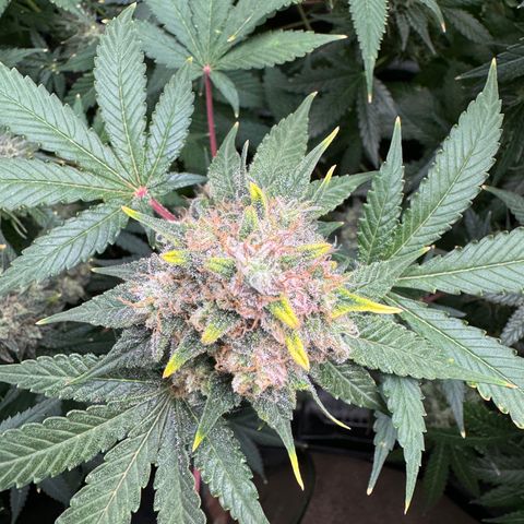 White Truffle Auto growlog timeline photo