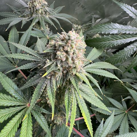 White Truffle Auto growlog timeline photo