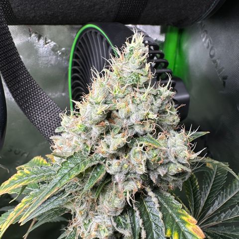 Glue growlog timeline photo