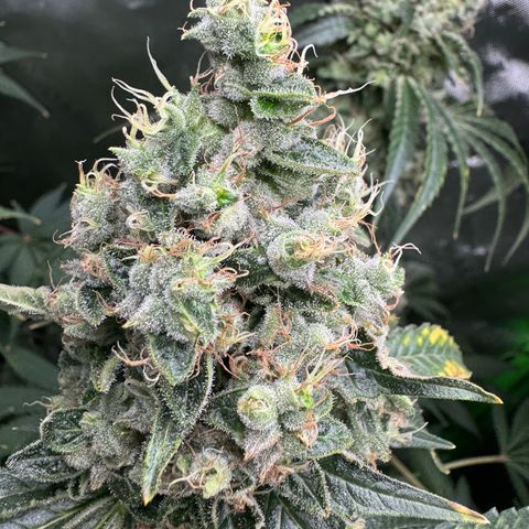 Glue growlog timeline photo