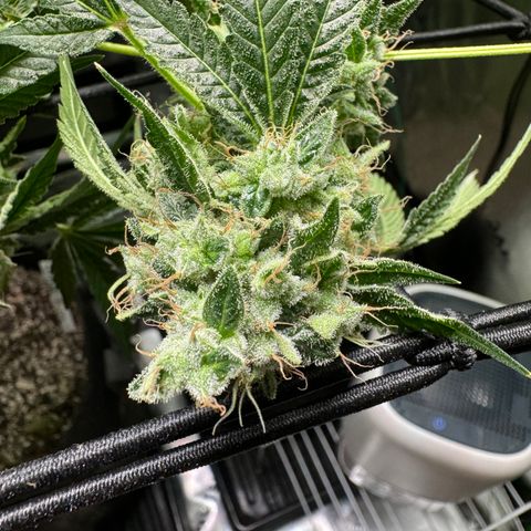 Glue growlog timeline photo