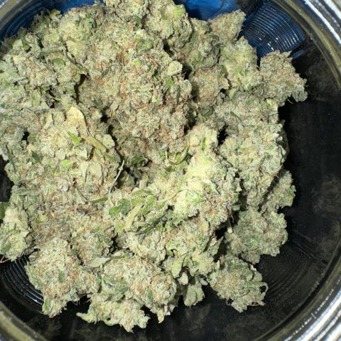 White Truffle Auto growlog photo: Semi dry- four days. Temp 66-75f humidity 42-58.