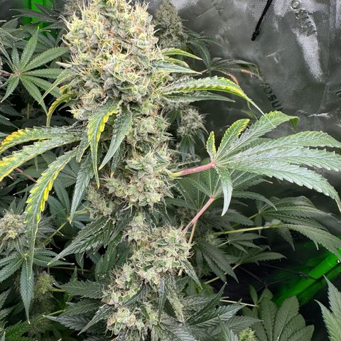Glue growlog timeline photo