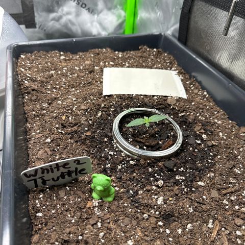 White Truffle Auto #2 growlog timeline photo