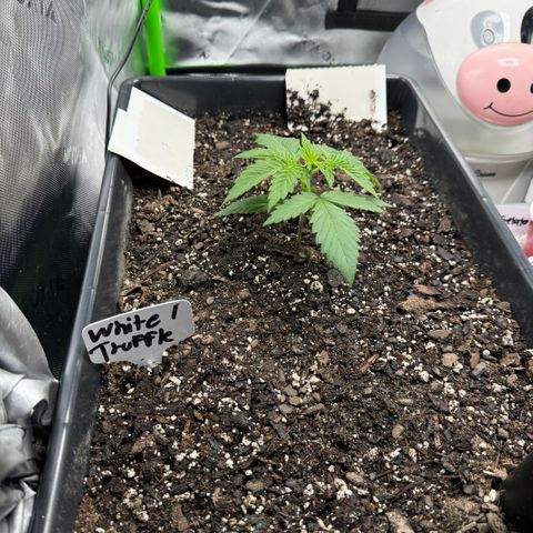 White Truffle Auto #1 growlog timeline photo