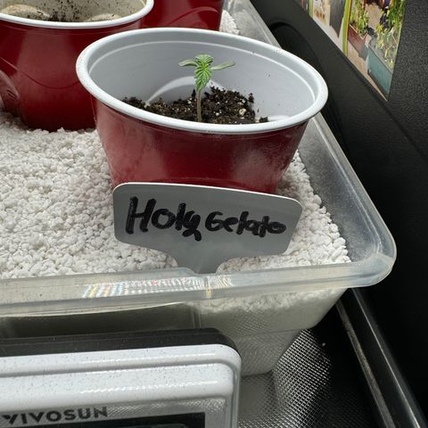 HG#1 growlog timeline photo
