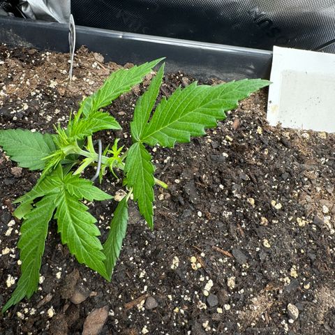 White Truffle Auto #1 growlog timeline photo
