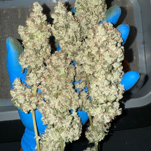 Glue growlog photo: Same for glue but a bit drier than White truffle.