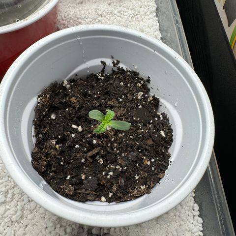 HG#1 growlog timeline photo
