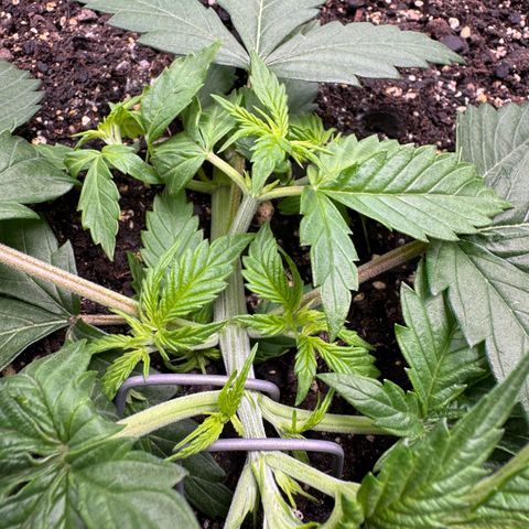 White Truffle Auto #1 growlog timeline photo