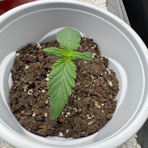 HG#1 growlog timeline photo