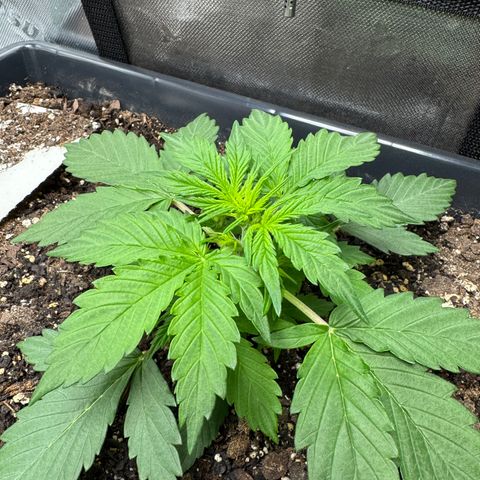 White Truffle Auto #2 growlog timeline photo