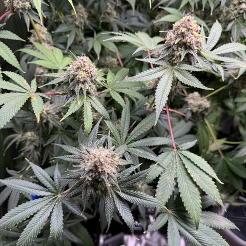 White Truffle Auto growlog timeline photo