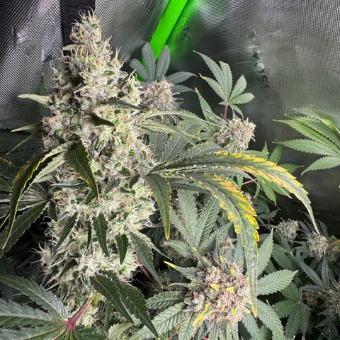 Glue growlog timeline photo