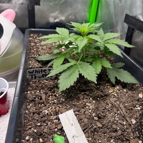 White Truffle Auto #2 growlog timeline photo