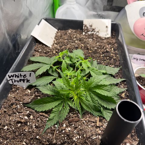 White Truffle Auto #1 growlog timeline photo