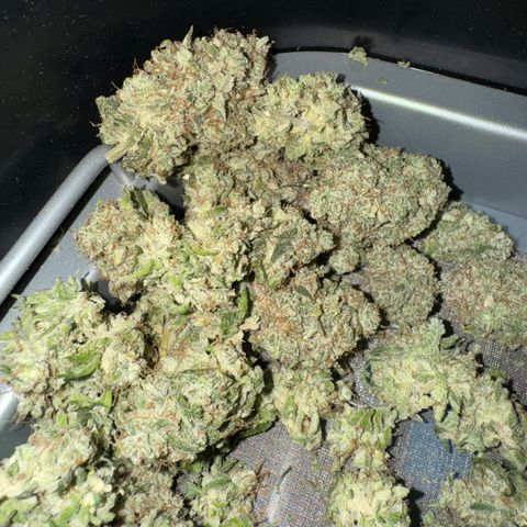 White Truffle Auto growlog photo: Semi dry- four days. Temp 66-75f humidity 42-58.