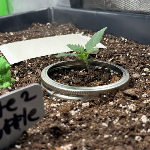 White Truffle Auto #2 growlog timeline photo
