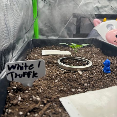 White Truffle Auto #1 growlog timeline photo