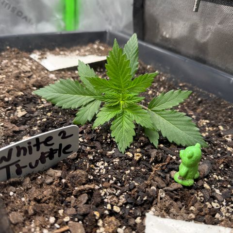 White Truffle Auto #2 growlog timeline photo