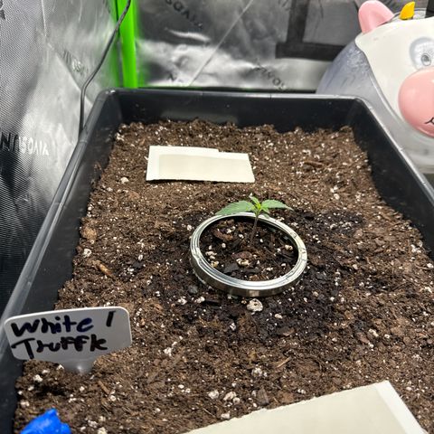 White Truffle Auto #1 growlog timeline photo