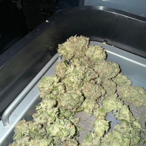 White Truffle Auto growlog photo: Semi dry- four days. Temp 66-75f humidity 42-58.