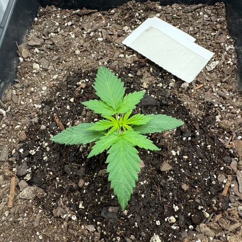 White Truffle Auto #1 growlog timeline photo