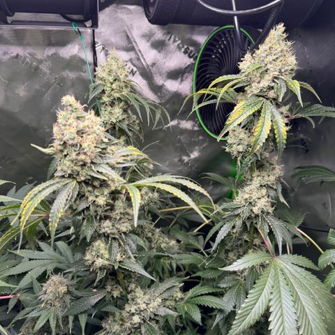 Glue growlog timeline photo